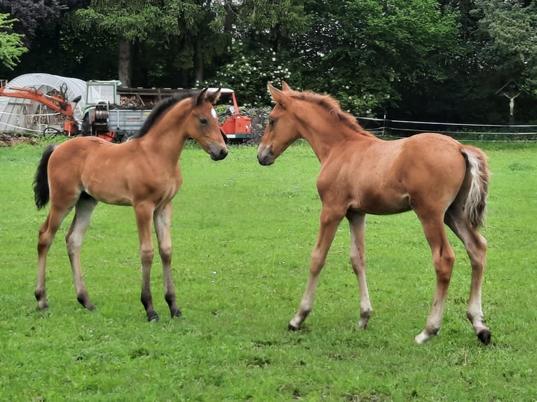 Lusitano Mix Ogier Źrebak (05/2026) 158 cm Gniada in Geretsried