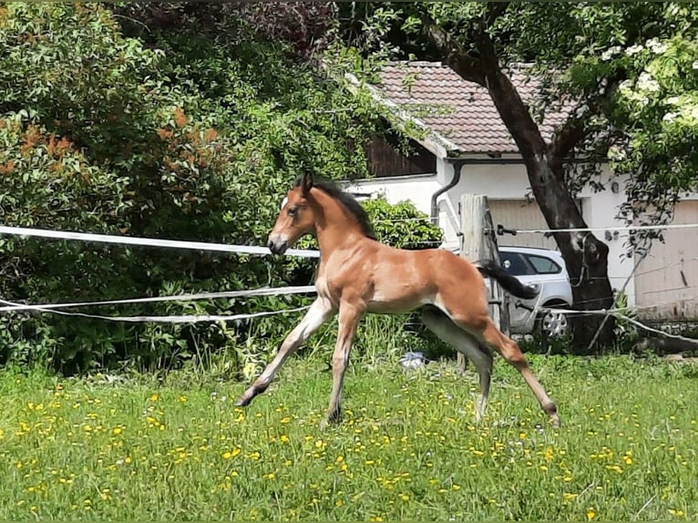 Lusitano Mix Ogier Źrebak (05/2026) 158 cm Gniada in Geretsried
