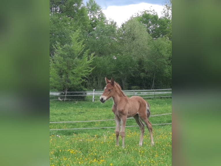 Lusitano Ogier Źrebak (05/2026) 160 cm Ciemnokasztanowata in Geretsried