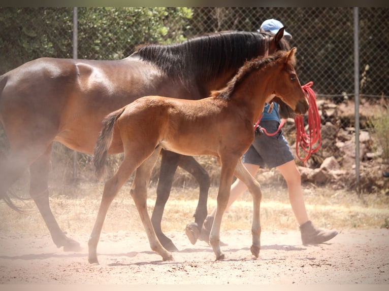 Lusitano Mix Ogier  160 cm Gniada in Valencia