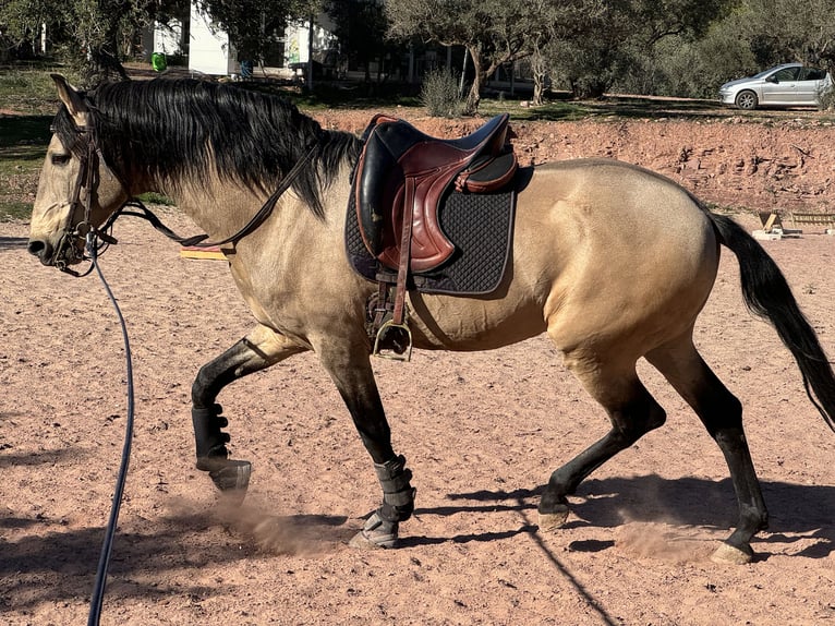 Lusitano Mix Ogier  160 cm Gniada in Valencia