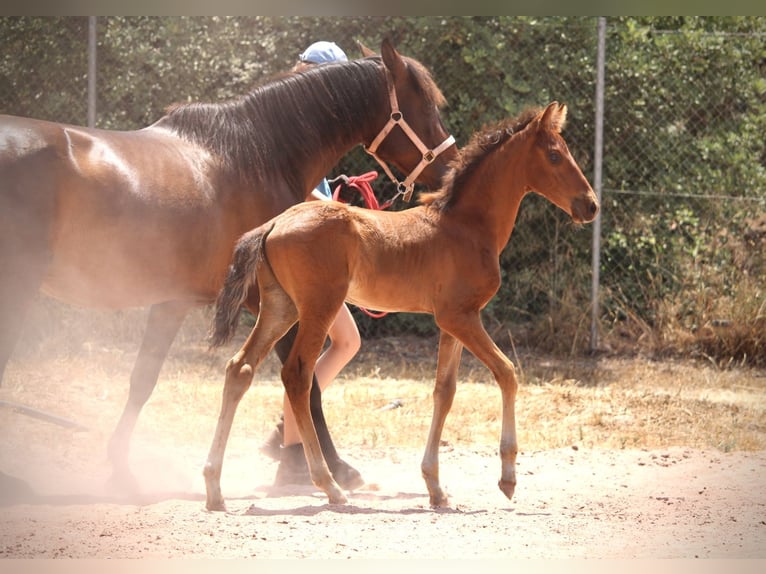 Lusitano Mix Ogier  160 cm Gniada in Valencia
