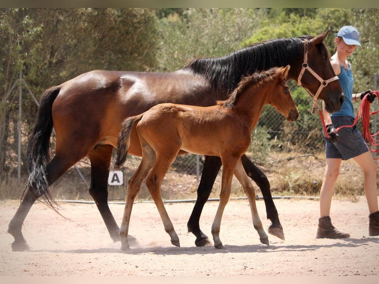 Lusitano Mix Ogier  160 cm Gniada in Valencia