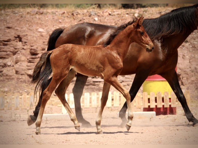 Lusitano Mix Ogier  160 cm Gniada in Valencia