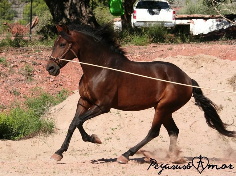 Lusitano Mix Ogier  160 cm Gniada in Valencia