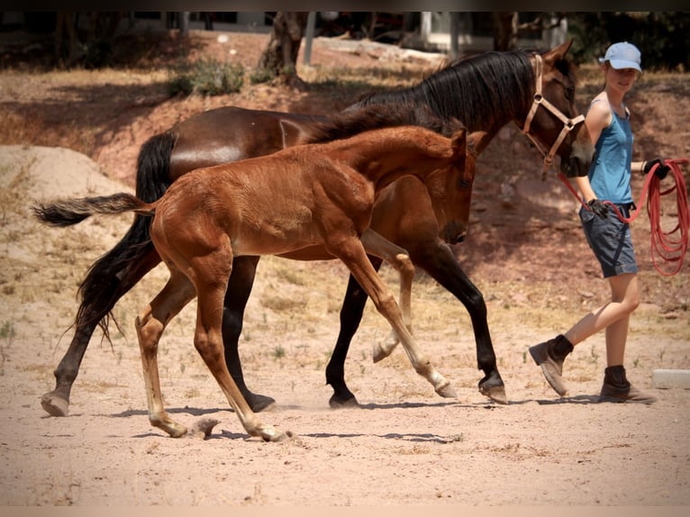Lusitano Mix Ogier  160 cm Gniada in Valencia
