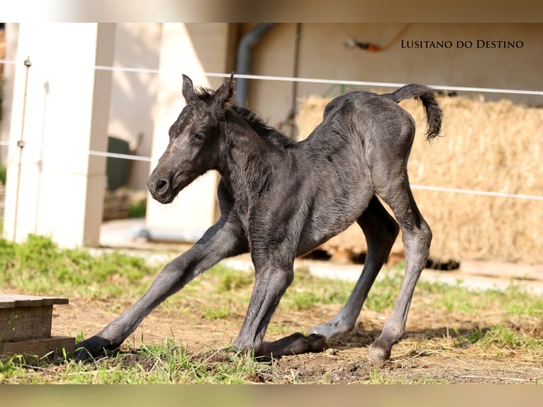 Lusitano Mix Ogier Źrebak (03/2026) 160 cm Kara in Générac