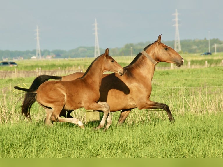 Lusitano Ogier Źrebak (02/2024) 163 cm Gniada in Bredene