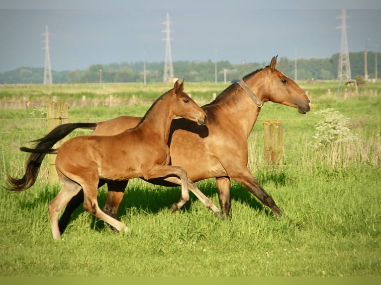 Lusitano Ogier Źrebak (02/2024) 163 cm Gniada in Bredene