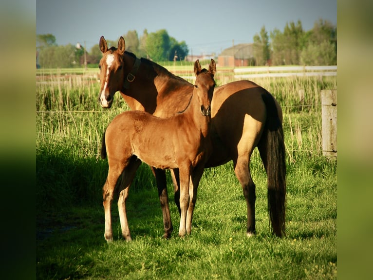 Lusitano Ogier Źrebak (02/2024) 163 cm Gniada in Bredene