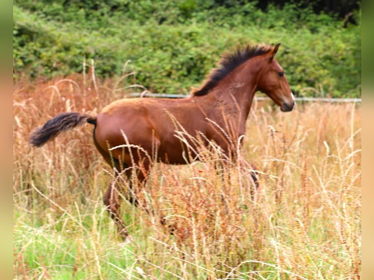 Lusitano Ogier Źrebak (03/2026) 164 cm Gniada in Crvalhais
