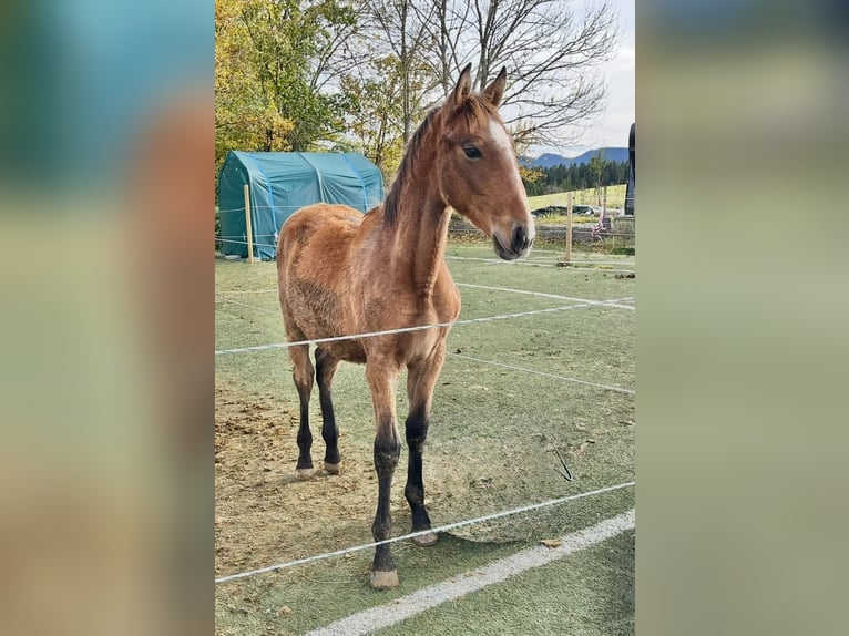 Lusitano Ogier Źrebak (04/2025) 165 cm Bułana in Geislingen