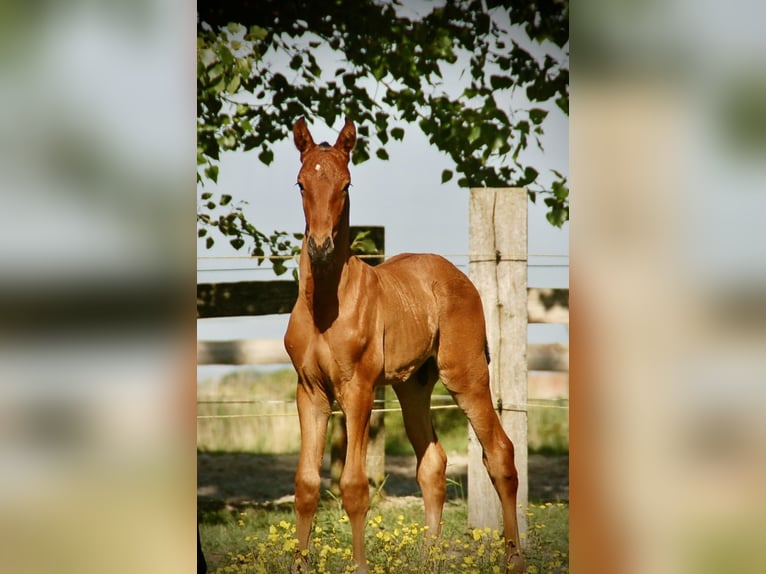 Lusitano Ogier Źrebak (04/2026) 165 cm Gniada in Bredene