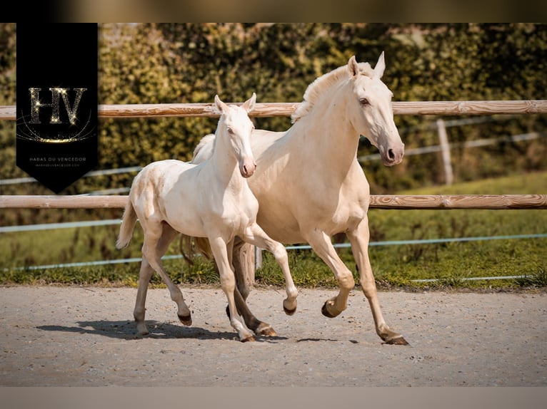 Lusitano Ogier Źrebak (05/2025) Cremello in Marly-sous-Issy Lusitano Ogier Źrebak (05/2025) Cremello in Marly-sous-Issy