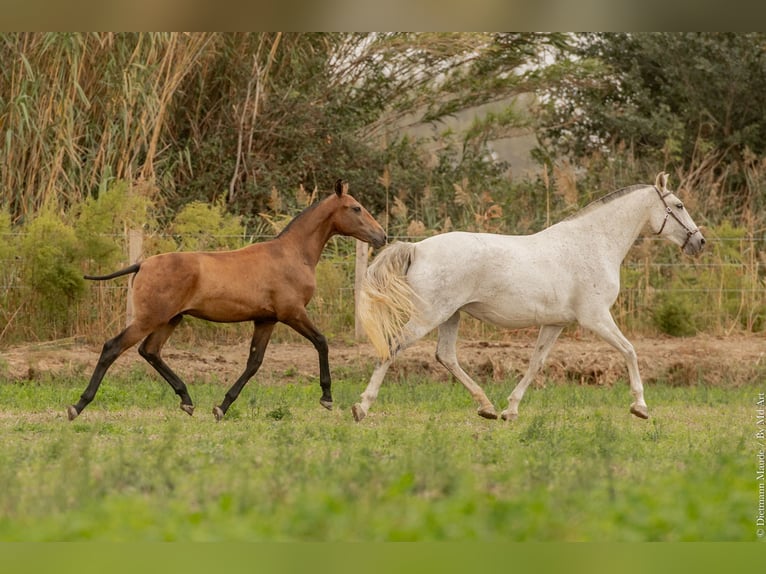 Lusitano Ogier Źrebak (02/2024) Gniada in Arles