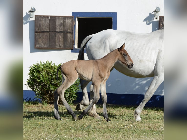 Lusitano Ogier Źrebak (01/2024) Gniada in Agua Derramada