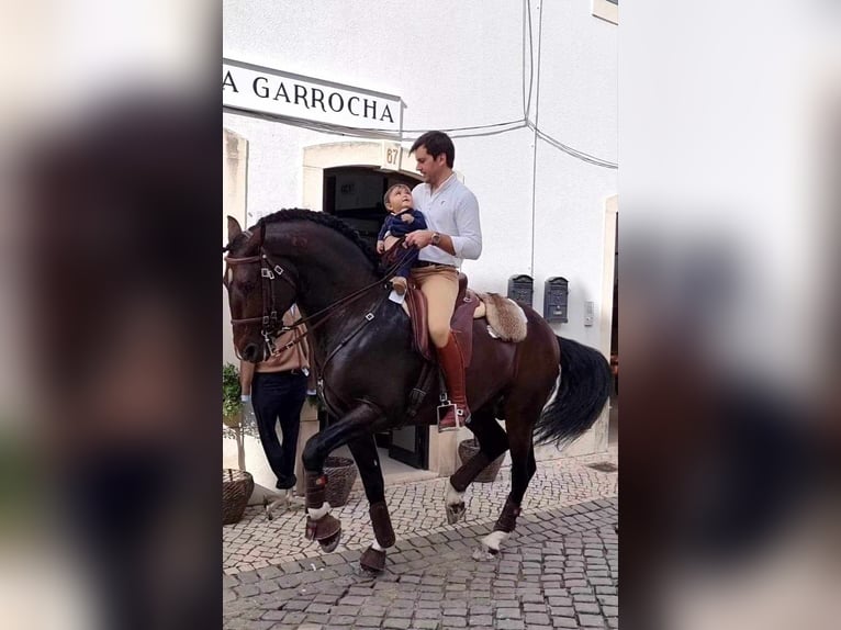 Lusitano Ogier Źrebak (05/2024) Może być siwy in Wöllstein