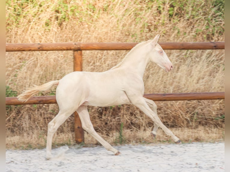Lusitano Ogier Źrebak (04/2026) Perlino in Grury