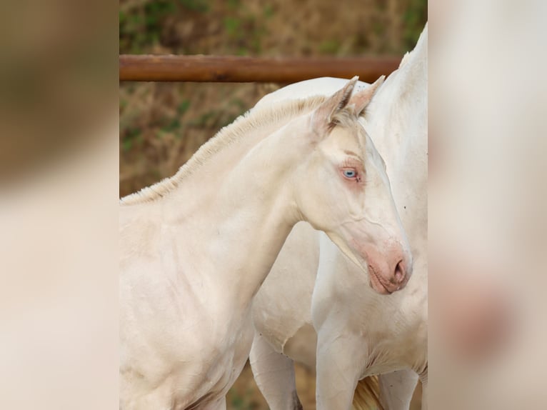 Lusitano Ogier Źrebak (04/2026) Perlino in Grury