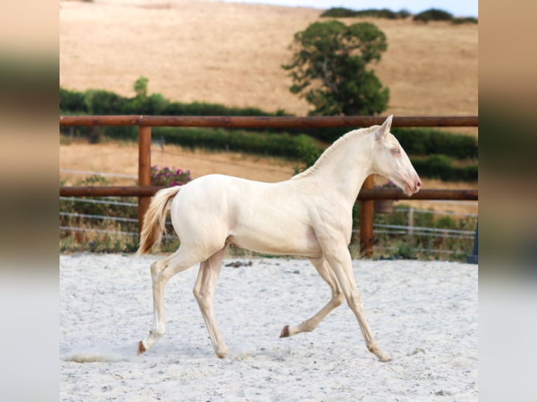 Lusitano Ogier Źrebak (04/2026) Perlino in Grury