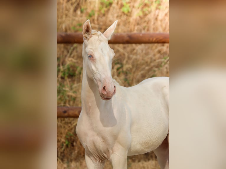Lusitano Ogier Źrebak (04/2026) Perlino in Grury