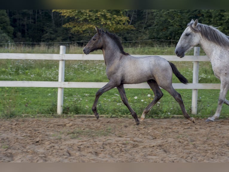 Lusitano Ogier Źrebak (05/2026) Siwa in Kauda