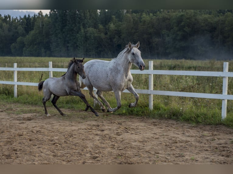 Lusitano Ogier Źrebak (05/2026) Siwa in Kauda