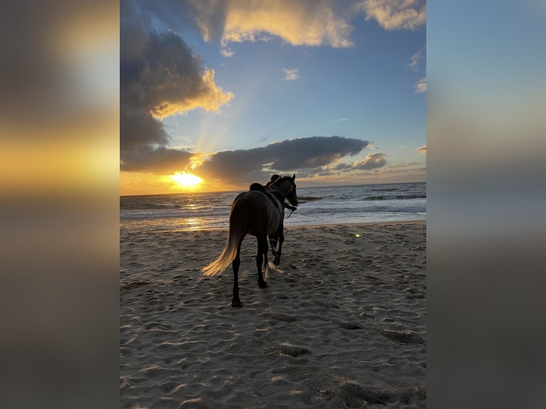 Lusitano Ruin 10 Jaar 151 cm Appelschimmel in Westerland