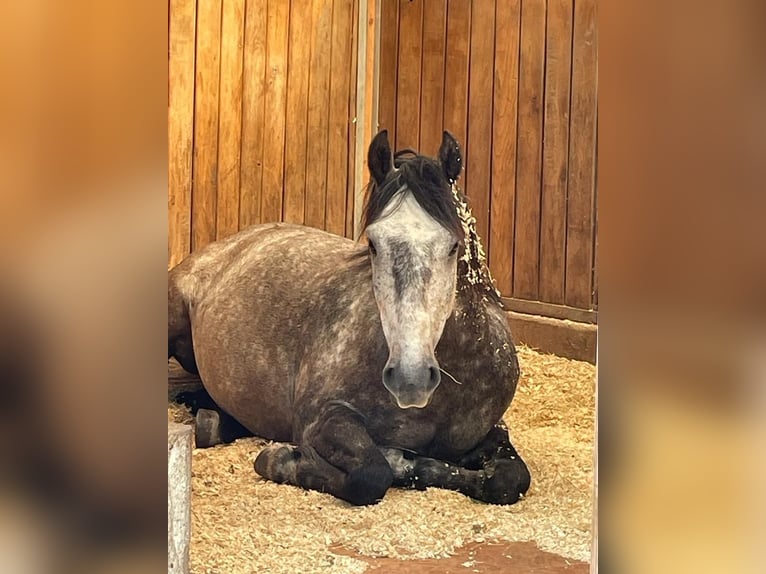 Lusitano Ruin 10 Jaar 151 cm Appelschimmel in Westerland