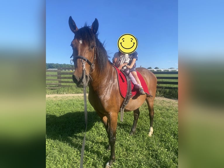 Lusitano Ruin 10 Jaar 155 cm Bruin in Wachtberg
