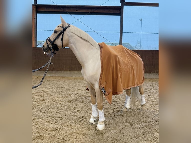 Lusitano Ruin 10 Jaar 155 cm Palomino in Appen
