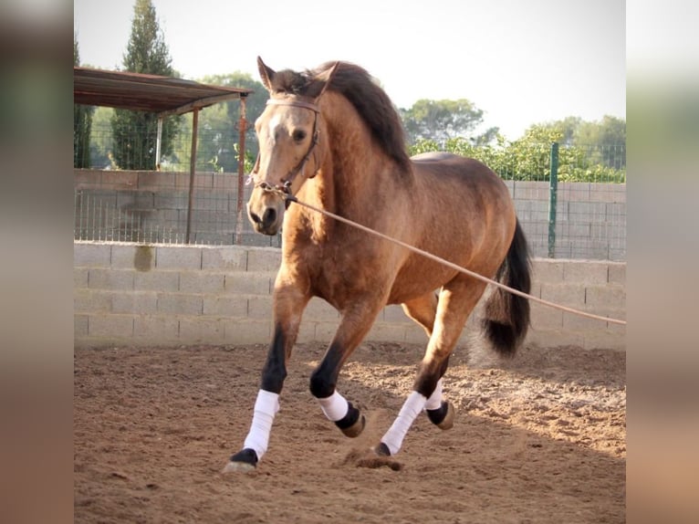 Lusitano Ruin 10 Jaar 160 cm Buckskin in Martfeld