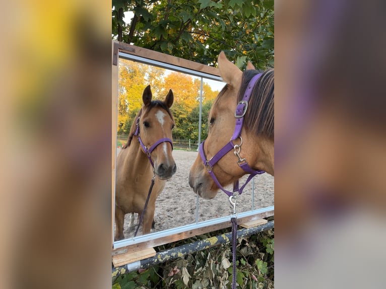 Lusitano Mix Ruin 10 Jaar 160 cm Buckskin in Berkel en Rodenrijs