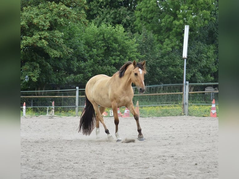 Lusitano Mix Ruin 10 Jaar 160 cm Buckskin in Berkel en Rodenrijs