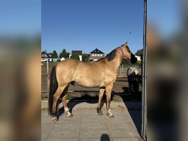 Lusitano Mix Ruin 10 Jaar 160 cm Buckskin in Berkel en Rodenrijs
