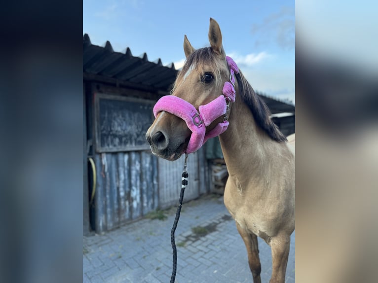 Lusitano Mix Ruin 10 Jaar 160 cm Buckskin in Berkel en Rodenrijs