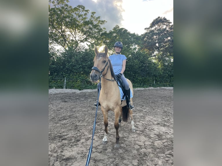 Lusitano Mix Ruin 10 Jaar 160 cm Buckskin in Berkel en Rodenrijs