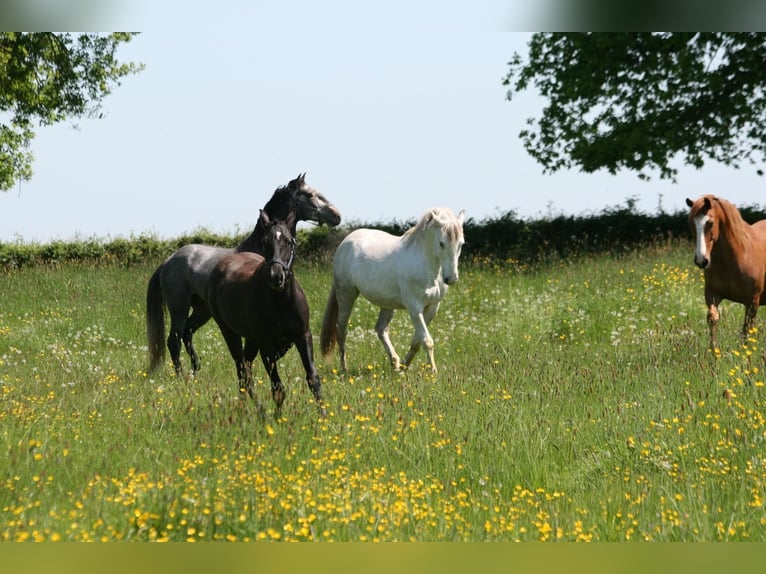 Lusitano Ruin 10 Jaar 160 cm Schimmel in Saligny-sur-Roudon