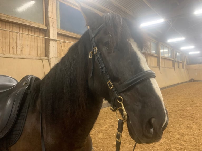 Lusitano Ruin 10 Jaar 162 cm Donkerbruin in Pleinfeld