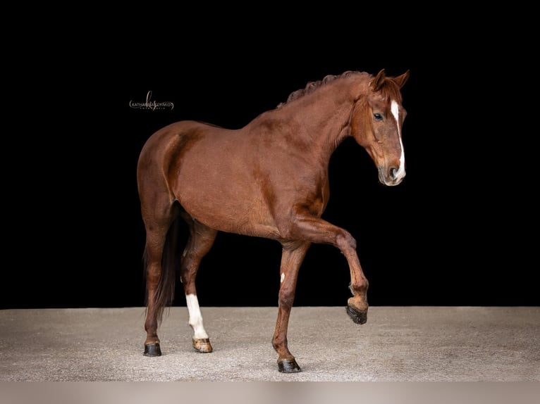 Lusitano Mix Ruin 10 Jaar 163 cm Donkere-vos in Eggendorf