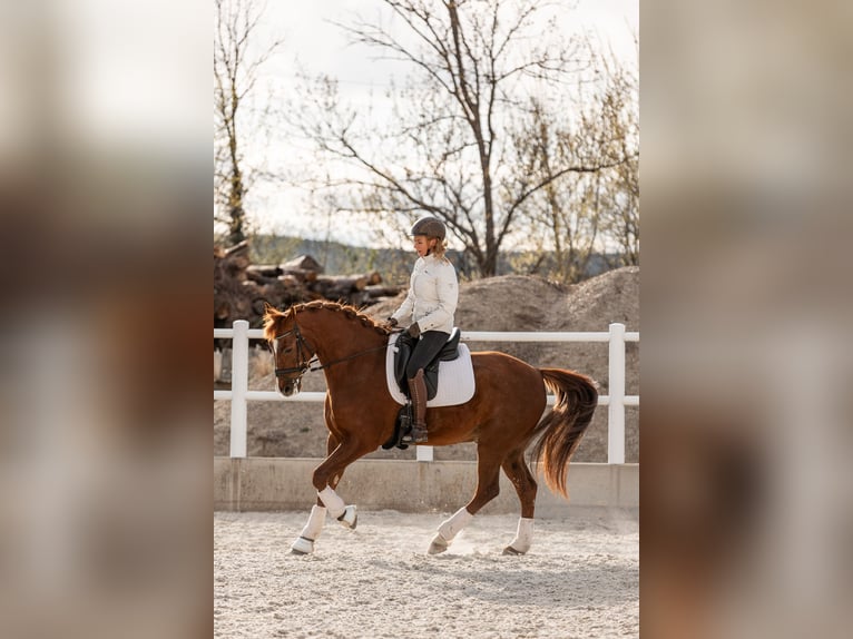 Lusitano Mix Ruin 10 Jaar 163 cm Donkere-vos in Eggendorf