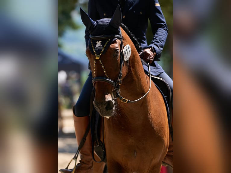 Lusitano Ruin 10 Jaar 164 cm Bruin in Pfullingen