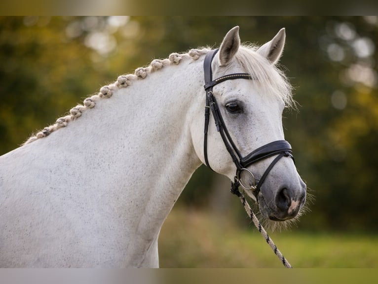 Lusitano Ruin 10 Jaar 164 cm Schimmel in BossieuFaramans