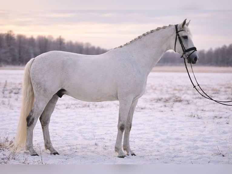 Lusitano Ruin 10 Jaar 164 cm Schimmel in BossieuFaramans