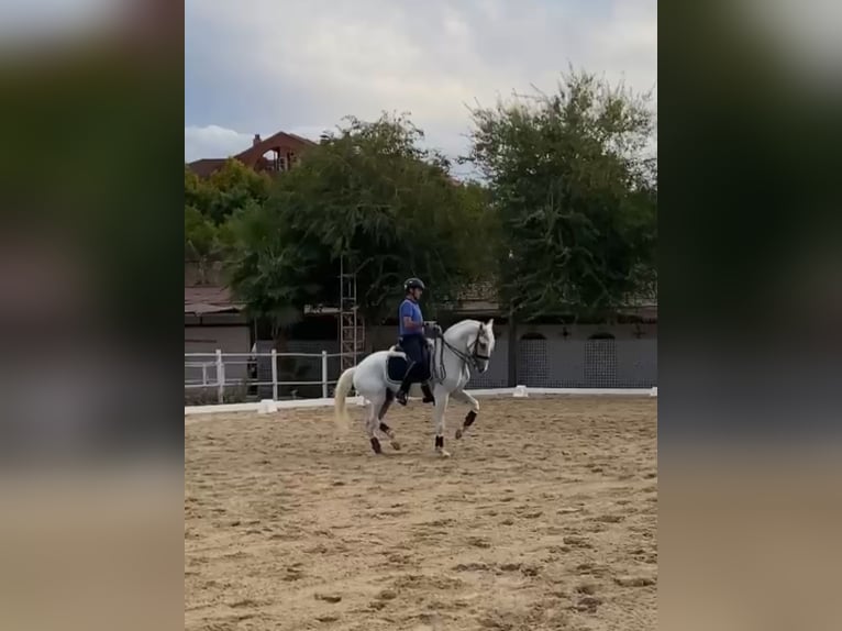 Lusitano Ruin 10 Jaar 164 cm Schimmel in Co&#xED;n, M&#xE1;laga