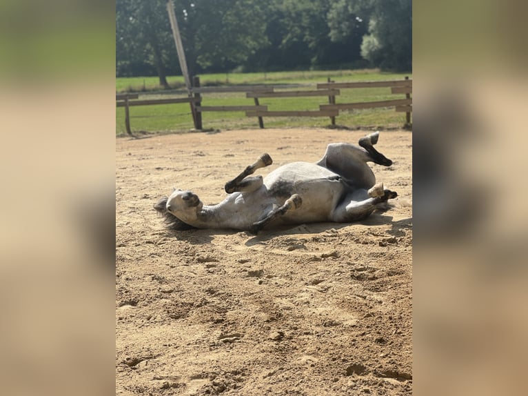 Lusitano Ruin 10 Jaar 165 cm Appelschimmel in Stemwede