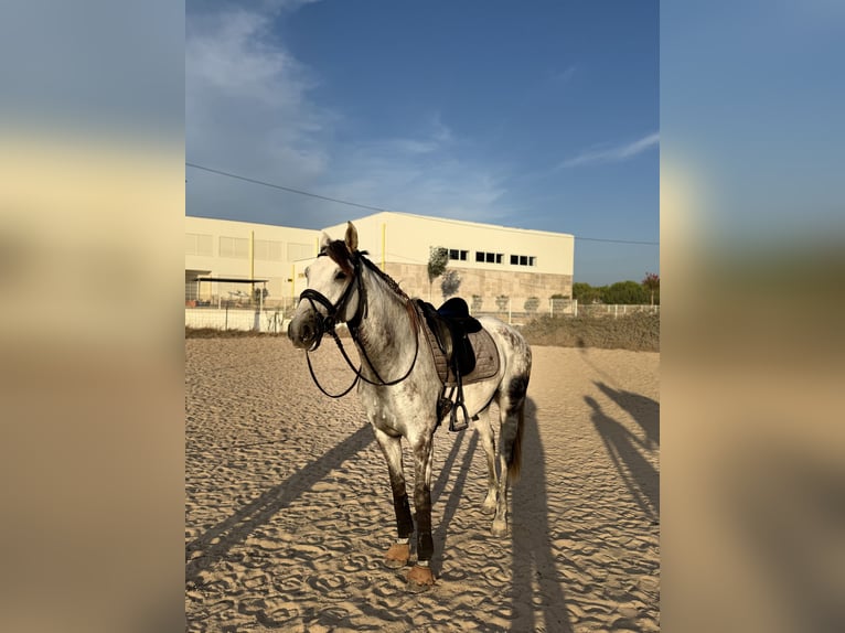Lusitano Ruin 10 Jaar 165 cm Schimmel in Caldas da Rainha