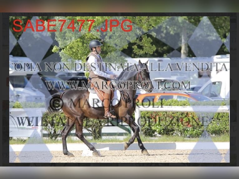 Lusitano Mix Ruin 10 Jaar Zwart in Impruneta