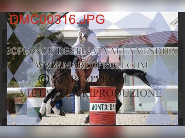 Lusitano Mix Ruin 10 Jaar Zwart in Impruneta