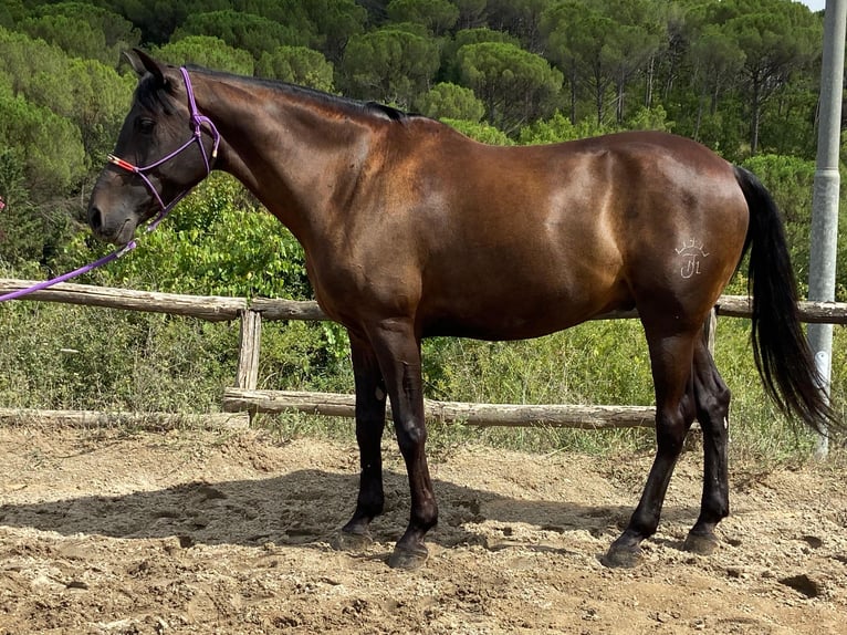 Lusitano Mix Ruin 10 Jaar Zwart in Impruneta